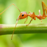 Велика небезпека. У Європі вперше виявили червоних вогняних мурах — учені б’ють на сполох