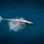 Загадкова смерть. Сірі кити почали вимирати з лякаючою швидкістю, і вчені нарешті з’ясували чому
