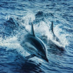 Розумні тварини. Кримські бойові дельфіни могли втекти від росіян — аналітик