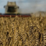 Єврокомісія не продовжила заборону на імпорт українського зерна до п’яти країн ЄС